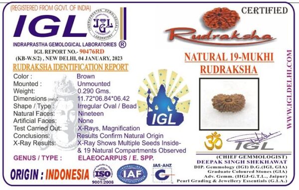 Lab tested 19 Mukhi Rudraksha Indonesia, 11.72mm size in silver pendant