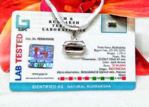 Lab tested 18 Mukhi Rudraksha Indonesia, 12.03mm size in silver pendant
