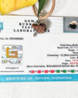 Lab tested 19 Mukhi Rudraksha Indonesia, 12.28mm size in silver pendant