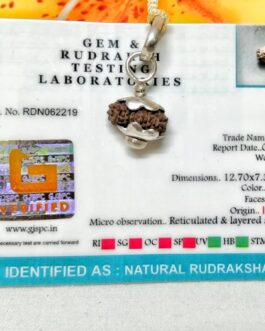 Lab tested 18 Mukhi Rudraksha Indonesia, 12.70mm size in silver pendant