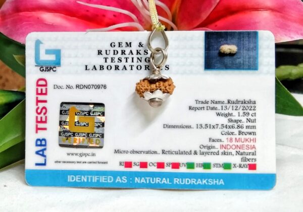 18 Mukhi Rudraksha Indonesia, 13.51mm size in silver pendant lab tested