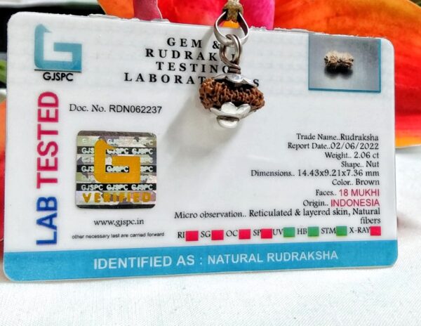 Lab tested 18 Mukhi Rudraksha Indonesia, 14.43mm size in silver pendant