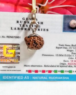 18 Mukhi Rudraksha Indonesia, 15.90mm size in silver pendant lab tested