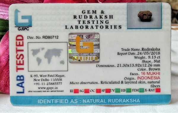 Lab Tested Buy 16 mukhi rudraksha Indonesia 21.30 mm size, in silver pendant