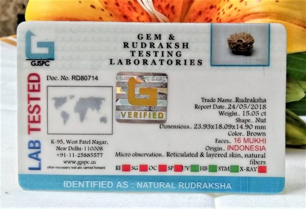 Lab Tested Buy 16 Mukhi Rudraksha Indonesia 23.95 mm size, in silver pendant