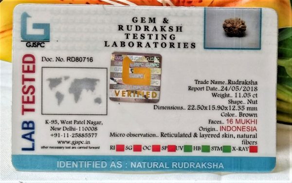 Lab Tested Buy 16 Mukhi Rudraksha Indonesia 22.50 mm size, in silver pendant