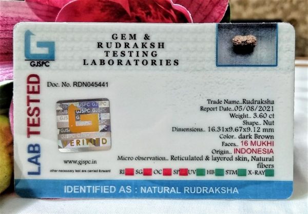 Lab Tested Buy 16 Mukhi Rudraksha Indonesia 16.31 mm size, in silver pendant