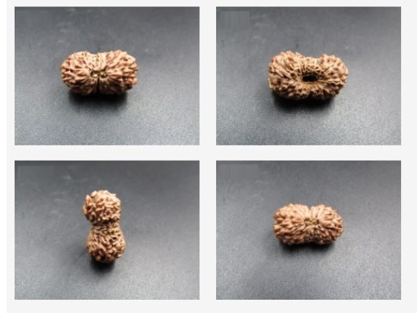 Buy 16 mukhi rudraksha Indonesia 21.30 mm size, in silver pendant