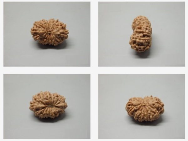 Buy 16 Mukhi Rudraksha Indonesia 22.50 mm size, in silver pendant