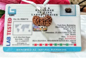 Lab Tested online 16 mukhi rudraksha Indonesia 21.30 mm size, in silver pendant