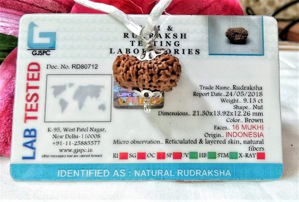 Lab Tested online 16 mukhi rudraksha Indonesia 21.30 mm size, in silver pendant