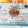 Lab Tested Buy 16 Mukhi Rudraksha Indonesia 23.95 mm size, in silver pendant