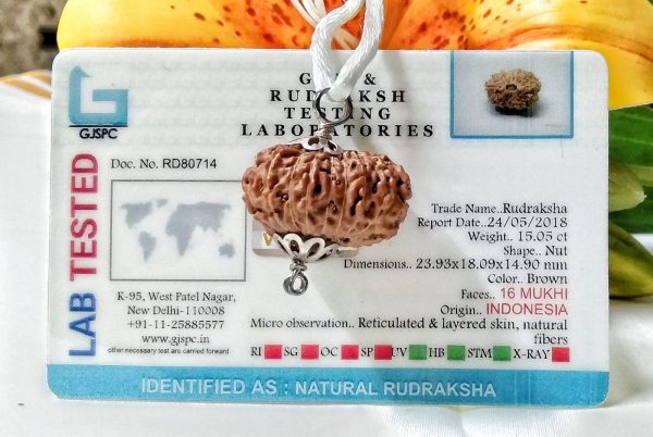 Lab Tested Buy 16 Mukhi Rudraksha Indonesia 23.95 mm size, in silver pendant