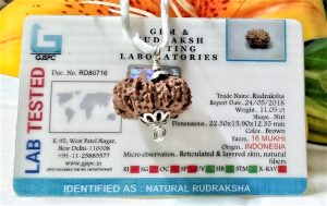 Lab Tested Online 16 Mukhi Rudraksha Indonesia 22.50 mm size, in silver pendant