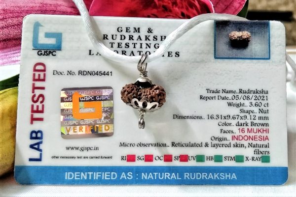 Lab Tested Buy 16 Mukhi Rudraksha Indonesia 16.31 mm size, in silver pendant