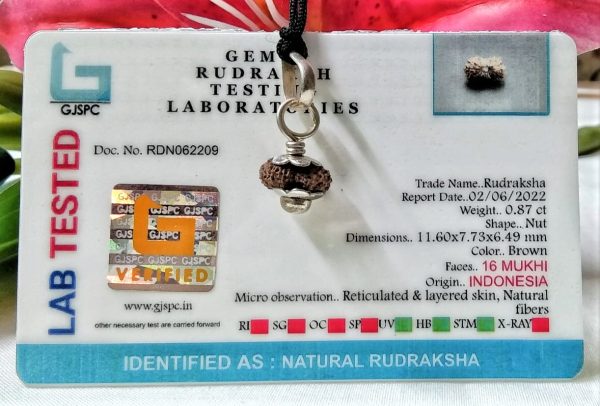 Lab Tested Online 16 Mukhi Rudraksha Indonesian, 11.60mm size in silver pendant