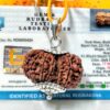 Lab Tested Buy 17 Mukhi Rudraksha Nepal, 31.93 mm size in silver pendant