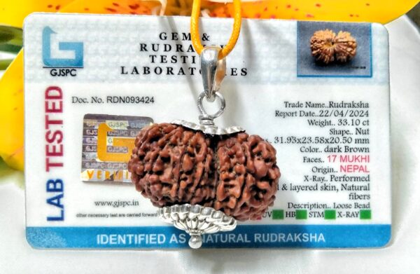 Lab Tested Buy 17 Mukhi Rudraksha Nepal, 31.93 mm size in silver pendant