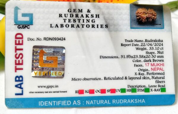 Lab Tested 17 Mukhi Rudraksha Nepal, 31.93 mm size in silver pendant