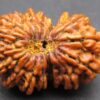 Buy 17 Mukhi Rudraksha Nepal, 31.93 mm size in silver pendant