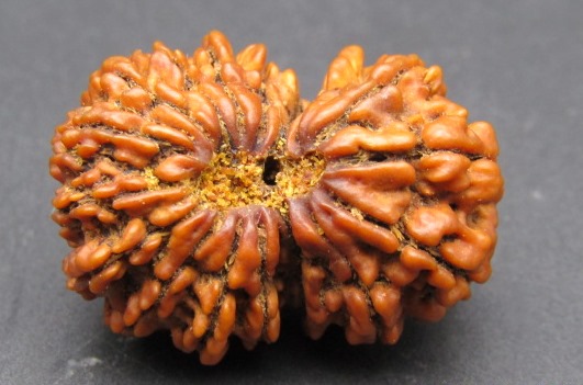 Buy 17 Mukhi Rudraksha Nepal, 31.93 mm size in silver pendant