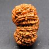 Buy 17 Mukhi Rudraksha Nepal, 31.93 mm size in silver pendant
