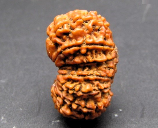Buy 17 Mukhi Rudraksha Nepal, 31.93 mm size in silver pendant