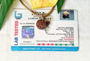 Lab tested 20 Mukhi Rudraksha Indonesia,18.71mm size in silver pendant