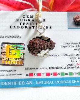 lab tested 18 Mukhi Rudraksha Indonesia, 18.94mm size in silver pendant