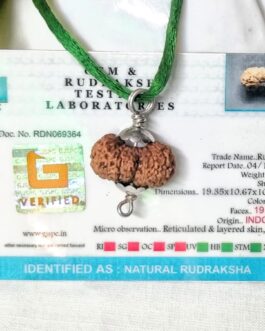 Lab tested 19 Mukhi Rudraksha Indonesia, 19.35mm size in silver pendant