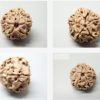 2 mukhi lab pic