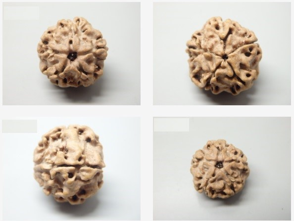 2 mukhi lab pic