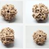 2 mukhi lab pic