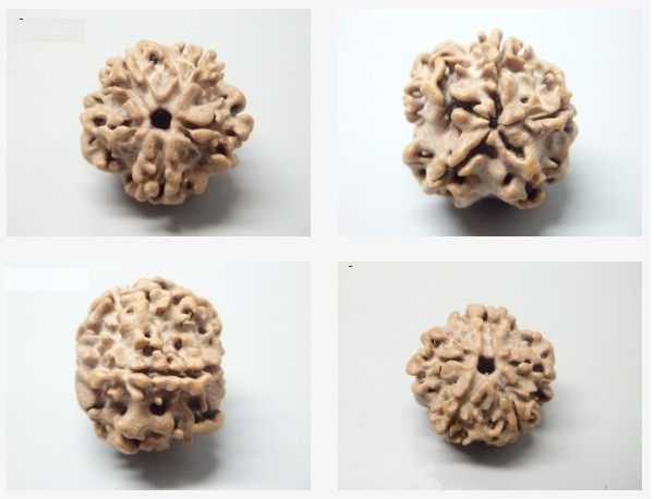 2 mukhi lab pic