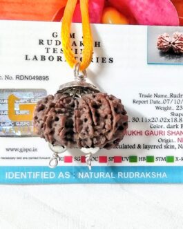 Lab tested 11 Mukhi Gaurishankar Rudraksha Nepal, 30.11mm size in silver pendant