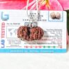 Lab tested 8 Mukhi Gaurishankar Rudraksha Nepal, 31.63mm size in silver pendant