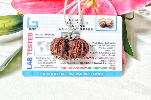 Lab tested 8 Mukhi Gaurishankar Rudraksha Nepal, 31.63mm size in silver pendant
