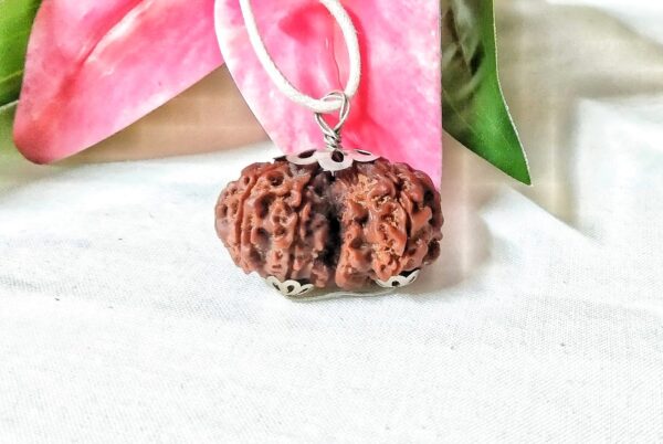 Shop 8 Mukhi Gaurishankar Rudraksha Nepal, 31.63mm size in silver pendant