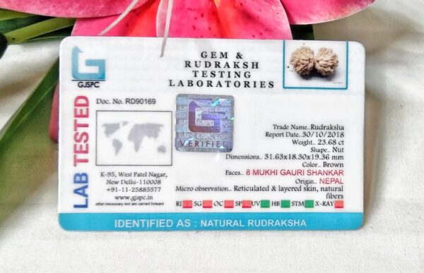 Lab tested 8 Mukhi Gaurishankar Rudraksha Nepal, 31.63mm size in silver pendant