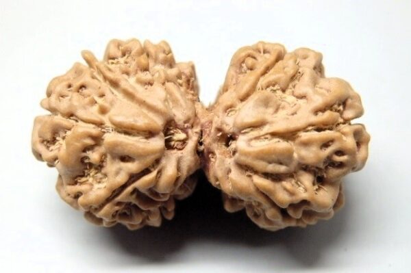 Shop 8 Mukhi Gaurishankar Rudraksha Nepal, 31.63mm size in silver pendant