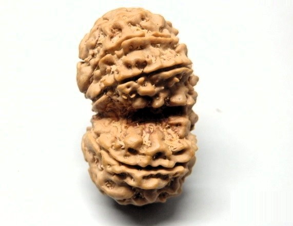 Buy 8 Mukhi Gaurishankar Rudraksha Nepal, 31.63mm size in silver pendant