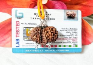 Lab tested 11 Mukhi Gaurishankar Rudraksha Nepal, 32.76mm size in silver pendant