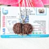 Lab tested 9 Mukhi Gaurishankar Rudraksha Nepal, 33.20 mm size in silver pendant