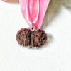 Buy 9 Mukhi Gaurishankar Rudraksha Nepal, 33.20 mm size in silver pendant