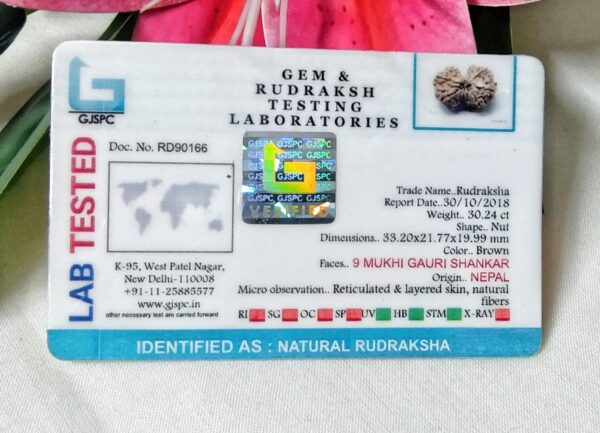 Lab tested 9 Mukhi Gaurishankar Rudraksha Nepal, 33.20 mm size in silver pendant