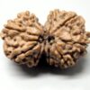 Shop 9 Mukhi Gaurishankar Rudraksha Nepal, 33.20 mm size in silver pendant