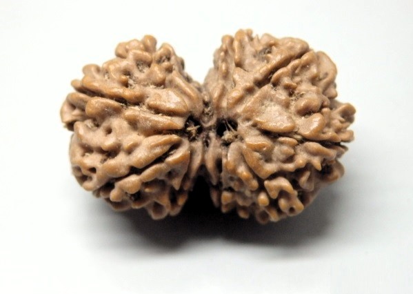 Shop 9 Mukhi Gaurishankar Rudraksha Nepal, 33.20 mm size in silver pendant