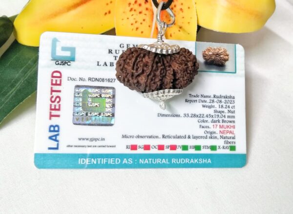 Buy 17 Mukhi Rudraksha Nepal, 33.28mm size in silver pendant