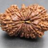 Buy 17 Mukhi Rudraksha Nepal, 33.28mm size in silver pendant
