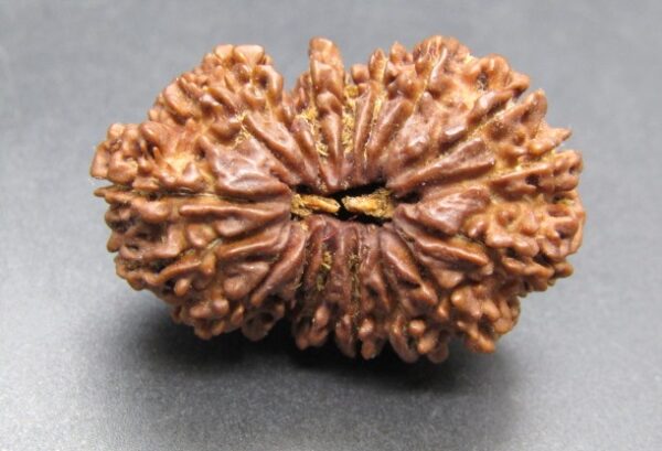 Buy 17 Mukhi Rudraksha Nepal, 33.28mm size in silver pendant